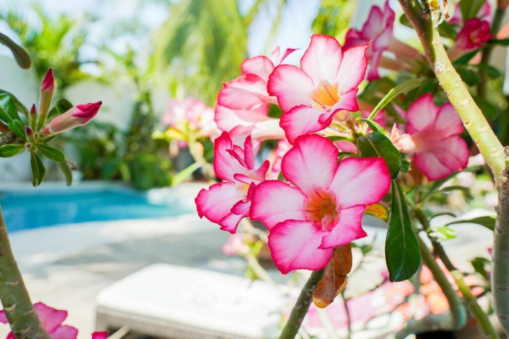 Local-realtor-professional-expert-best-realtor-extra-mile-philos-la-cruz-real-estate-realty-for-sale-la-cruz-de-huanacaxtle-bucerias-litibu-punta-de-mita-punta-de-burros-conchas-chinas-higuera-blanca-ethical-honest-experienced-fully-bilingual-bonus-bonos-best-deal-discounts-trusts-fideicomisos-Investment-inversion-retiro-retirement-second-home-retired-condo-home-house-lot-land-real-estate-neighbourhood-relax-health-development-payments-plan-financing-easy-to-rent-ROI-large-english-speaking-community-simple-buying-process-legal-team-condos-for-sale-in-la-cruz-condominiums-for-sale-in-la-cruz-de-huanacaxtle-apartments-for-sale-in-la-cruz-alamar-zantamar-la-joya-de-huanacaxtle-punta-esmeralda-vaya-vaya-casa-pairo-formentera-montemar-crystal-cove-new-condos-for-sale-in-la-cruz-cheap-condos-for-sale-in-la-cruz-2-bedroom-condos-for-sale-in-la-cruz-3-bedroom-condos-for-sale-in-la-cruz-4-bedroom-condos-for-sale-in-la-cruz-1-bedroom-condos-for-sale-in-la-cruz-studios-for-sale-in-la-cruz-houses-for-sale-in-la-cruz-2-bedroom-houses-for-sale-in-la-cruz-3-bedroom-houses-for-sale-in-la-cruz-4-bedroom-houses-for-sale-in-la-cruz-1-bedroom-houses-for-sale-in-la-cruz-Multi-family-property-for-sale-in-la-cruz-commercial-property-for-sale-in-la-cruz-business-for-sale-in-la-cruz-opportunity-fire-sale-Bahia-de-banderas-banderas-bay-riviera-nayarit-mexico-pacific-coastal-living-beach-front- hillside-oceanside-puerto-vallarta-marina-riviera-nayarit-destination-hot-spot-waterfront-MLS-Sea-waves-ocean-sun-beach-sunset-sand-playa-marina-boats-sailboats-marlin-tuna-mahi-mahi-love-beach-lover-watersports-surf-swimming-Sunbath-sailing-relax-fishing-golf-healing-whale-watching-landscape-gastronomy-culinary-experience-high-standards-authentic-town-dream-refugio-sanctuary-traditional-pickleball-vibrant-mexican-connected-inviting-climate-friendly-hospitality-adventure-nature-secure-safe-natural-elements-chukum-frente-al-mar-amenidades-premium-pool-rooftop-heated-pool-gym-laundry-Ocean-view-marina view-boats-view-mountain-view-vista-al-mar-paradise-privileged-preferred-place-Community-secure-walking-distance-well-located-music-restaurants-foodies-Peaceful-affordable-cheap-luxury-furnished-unfirnished-new-fixxer-upper-guest-house-garage-workshop-palapa-pergola-outdoor-living-lightened-ventilated-private-privacy-mexican-style-contemporary-new-re-sale-pre-sale-traditional-modern-underground-parking-elevator-tennis-beach-lifestyle-services-hospital-banks-groceries-amenities-firepit-pet-friendly-administration-on-site-airport-home-office-nomads-work-away-work-in-paradise-work-remotly-ventas-bienes-raices-The-real-estate-market-in La-Cruz-de-Huanacaxtle-tends-to-be-vibrant,-with-a-mix-of-properties –ranging-from-luxury-beachfront-villas-to-more-modest-condos-cabo-punta-pelicanos-vista-pelicanos-nakawe-ocean-singer-velmar-nayri-alik-